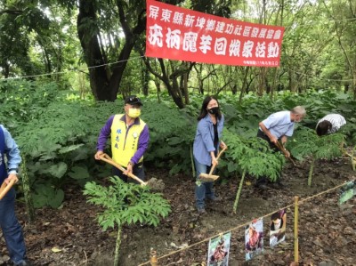 新埤鄉鄉長林志成(左)，屏東林管處處長楊瑞芬(右)種下疣柄魔芋