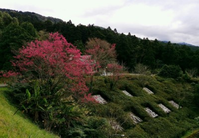 東眼山國家森林遊樂區一隅(新竹林管處提供)
