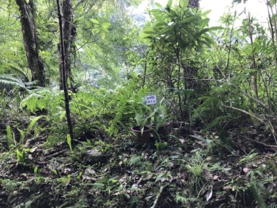 110年自然方式栽種步道旁根節蘭(新竹林區管理處提供)