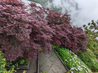 夏季賞紫葉槭
