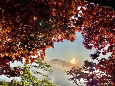 太平山國家森林遊樂區夏季賞紫葉槭楓紅(林務局提供)