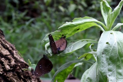 圖10.   6月到三森步道最易見到斯氏紫斑蝶吊在白水木上。(台灣紫斑蝶生態保育協會提供)