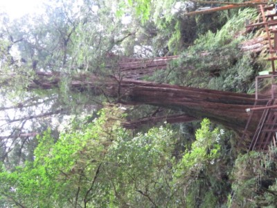 拉拉山園區內巨木(新竹林區管理處提供)