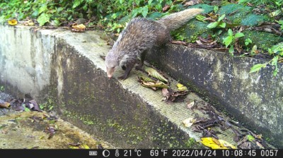 食蟹獴(運用矩形排水溝之混凝土斜坡道)