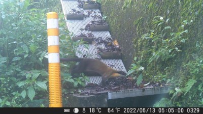 黃喉貂(運用擋土牆百鐵斜坡道)