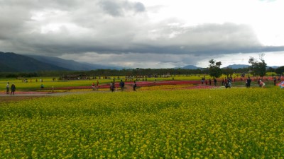 大農大富平地森林園區開放核心草地區域