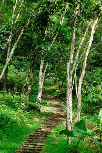 池南國家森林遊樂區鯉魚山步道僅開放步道設施範圍