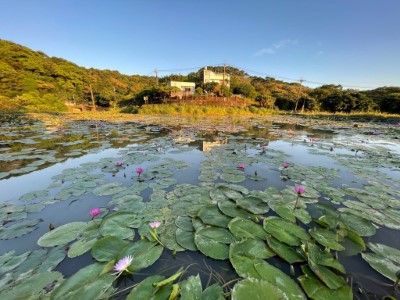 阿石伯蓮花田