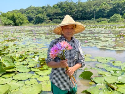 阿石伯長子楊炎生先生，持續蓮花田友善耕作