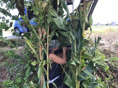 準備移除埃及聖䴉