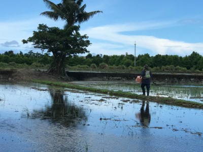 準備移除埃及聖䴉