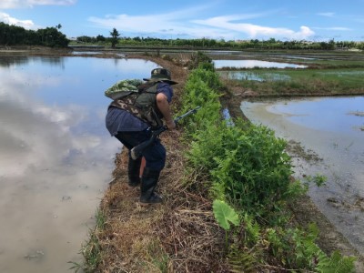 準備移除埃及聖䴉