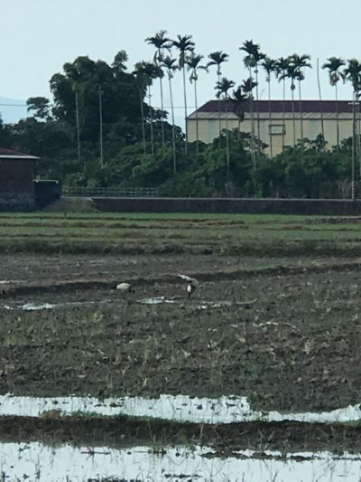 翻耕田區發現埃及聖䴉