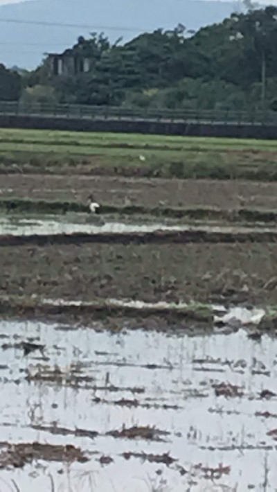 翻耕田區發現埃及聖䴉