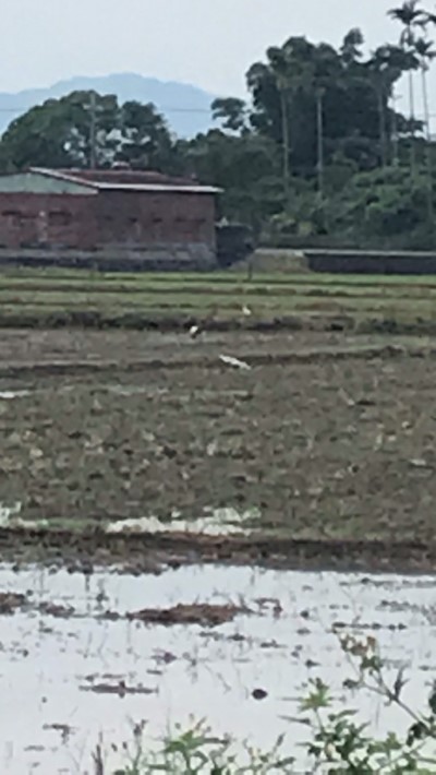 翻耕田區發現埃及聖䴉