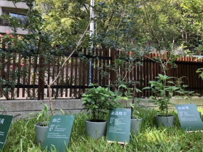 展場外展示人工栽培的野菜盆栽，讓參觀民眾體驗原住民野菜文化