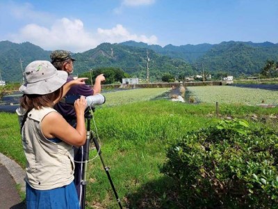 美濃湖水雉棲地志工提供