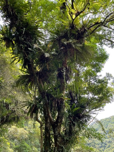 內洞園區豐富的蕨類生態(新竹林區管理處提供)