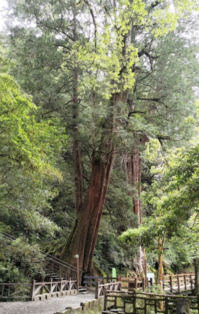拉拉山巨木