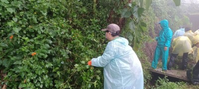 颱風的風雨擋不住參加活動人員移除小花蔓澤蘭的行動