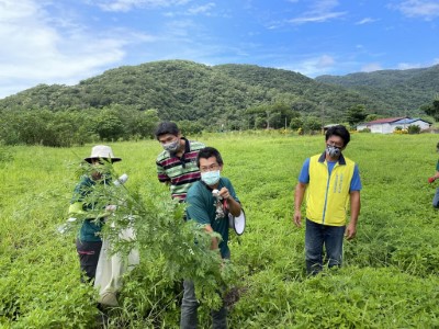 示範移除外來入侵種植物銀膠菊
