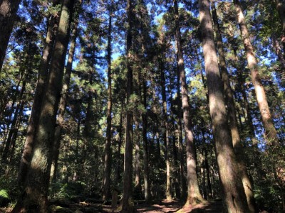 東眼山柳杉林內藏著仿生精靈們要張大眼注意看唷(新竹林區管理處拍攝)