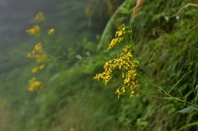 黃菀散佈在森林底層，如同別名「千里光」在迷霧中顯得耀眼。（森之形自然教育團隊提供）