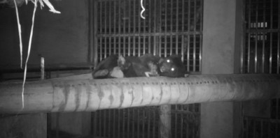 原編號711的東卯山黑熊在低海拔試驗站夜間休息(特生提供)
