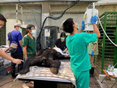 原編號711的東卯山黑熊於低海拔試驗站中進行健康檢查(特生提供)