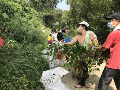 小花蔓澤蘭拔除情形 