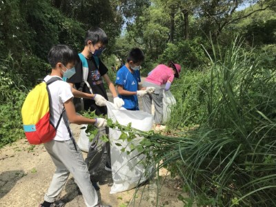 小花蔓澤蘭拔除情形