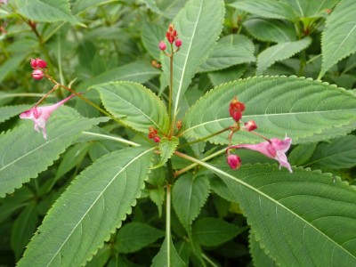 隸慕華鳳仙花