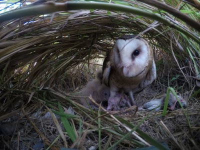 草鴞會在地面上的草叢中築巢育雛