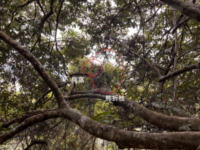 黑熊折樹枝的痕跡