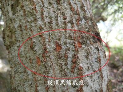熊爪痕