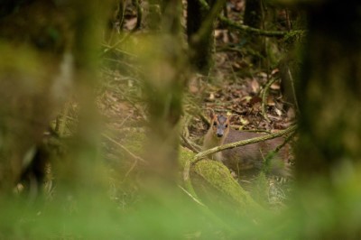 走進大鹿林道東線森林，與野生動物不期而遇，時刻充滿驚喜。