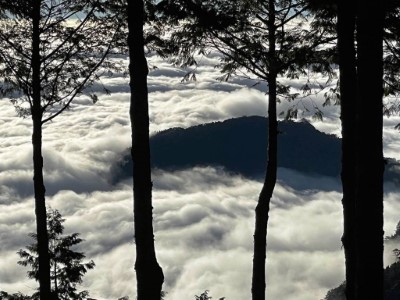 阿里山國家森林遊樂區觀雲海、沐森林浴
