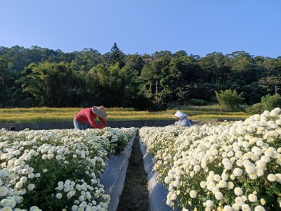 花農採摘杭菊-火炎山生態教育館李靜怡攝