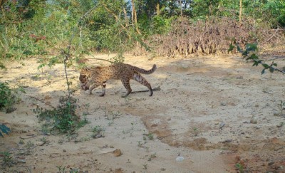 淺山是石虎及其他野生動物賴以為生的家園(新竹林區管理處提供)