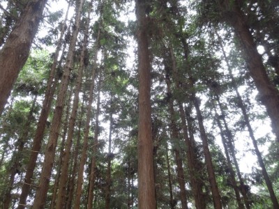活動除體驗金線連栽植外，還可參與森林療癒五感體驗