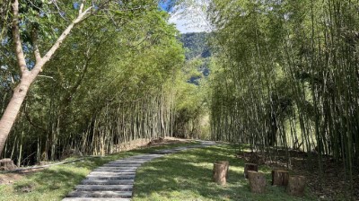 絕美竹林與手作步道