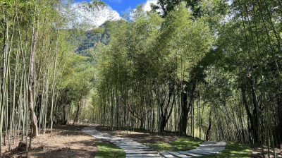 絕美竹林與手作步道