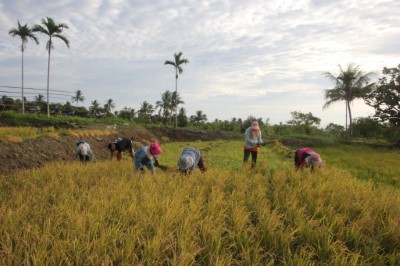 友善耕種稻作