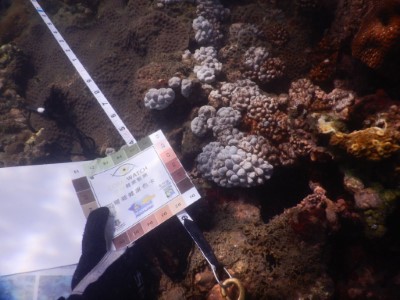 珊瑚礁監測