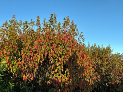 園區內楓紅映襯藍天