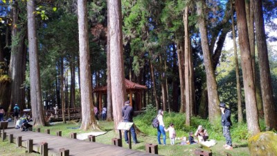 民眾也在巨木群棧道周邊野餐，享受悠閒時光