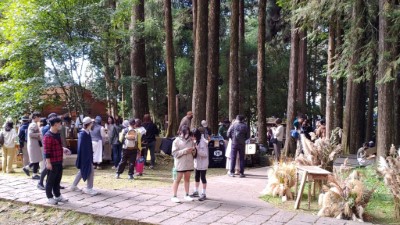 民眾在巨木圍繞下逛市集、享受天然芬多精