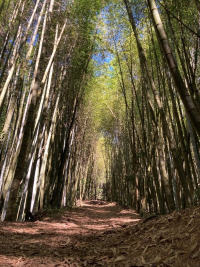 嘉義林管處轄管的茶之道步道景緻堪稱台版小嵐山