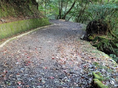 拉拉山巨木區步道