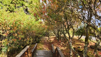 小笠原觀景平台林下常可見帝雉出沒